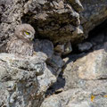 juvenile Little Owl´s, Athene noctua, Cyprus, Paphos - Anarita Park Area, around breeding cave, Mai - June 2018