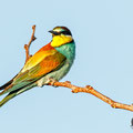 Merops apiaster - European Bee-eater - Bienenfresser, Cyprus, Mandria Beach, April 2016