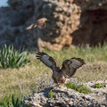 Buteo buteo - Common Buzzard - Maeusebussard, Cyprus, Mandria Beach, Februar 2016