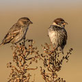 Weidensperling,  Spanish Sparrow, Passer hispaniolensis, Cyprus, Mandria Fields, Januar 2017