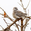 Oena capensis - Namaqua Dove (female) - Kaptäubchen, Cyprus, Mandria Greenhouse Area, March 2016