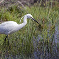 Seidenreiher, Little Egret, Egretta Garzetta, Cyprus, Akrotiri Marsh, 11.April 2018 