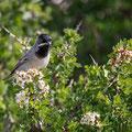 Sylvia ruepelli - Rüppell´s Warbler - Maskengrasmücke, Cyprus, Anarita, March 2016