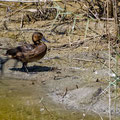 Moorente, Ferruginous Duck, Aythya ayroca, Cyprus, Akrotiri Marsh - Fasouri pound at Hide Nord, August 2018