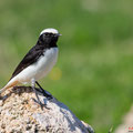 Schwarzrücken-Steinschmätzer, Mourning Wheatear, Oenathe lugens, Cyprus, Pegeia - Agios Georgios, Cape Drepanum, Februar 2019