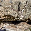 Steinkauz, Little Owl, Athene noctua, Cyprus, Paphos - Anarita Park Area, Mai 2018