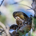 Fichtenkreuzschnabel, Common Crossbill, Laxia curvinostra, Cyprus, Troodos, Livadi tou pashia, 26. October 2018