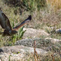 Buteo buteo - Common Buzzard - Maeusebussard, Cyprus, Mandria Beach, Februar 2016