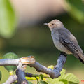 Grauschnäpper, Spotted Flycatcher, Muscicapa striata, Cyprus, Pegeia-Agios Georgios, our Garden, April 2019