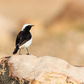 Schwarzrücken-Steinschmätzer, Mourning Wheatear, Oenathe lugens, Cyprus, Pegeia - Agios Georgios, Cape Drepanum, Februar 2019