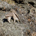 Steinkauz, Little Owl, Athene noctua, Cyprus, Paphos - Anarita Park Area, Futterübergabe, Mai 2018