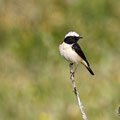 Oenanthe cypriaca - Cyprus Wheatear - Zypernsteinschmätzer, Cyprus, Anarita, March 2016