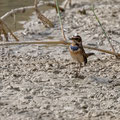 Blaukehlchen, Bluethroat, Luscinia svecica, Cyprus, Limassol, Zakaki Marsh - Pool, 18. October 2018