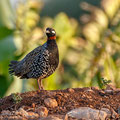 Francolinus francolinus - Halsbandfrankolin - Black Francolin, Cyprus, Home area, April 2016