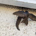 Mauersegler, Common Swift, Apus apus, Cyprus, Paphos - Moutthalos, 29. April 2017