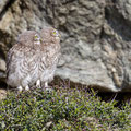 juvenile Little Owl´s, Athene noctua, Cyprus, Paphos - Anarita Park Area, around breeding cave, Mai - June 2018