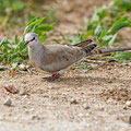 Oena capensis - Namaqua Dove (female) - Kaptäubchen, Cyprus, Mandria Greenhouse Area, March 2016