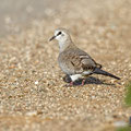 Oena capensis - Namaqua Dove (female) - Kaptäubchen, Cyprus, Mandria Greenhouse Area, March 2016