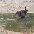 Wasserralle, Water Rail, Rallus aquaticus, Cyprus, Limassol, Zakaki Marsh - Pool, 18. October 2018