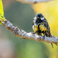 Kohlmeise, Great Tit, Parus Major, Cyprus, Pegeia-Agios Georgios, our Garden, April 2019