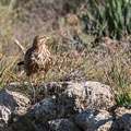 Buteo buteo - Common Buzzard - Maeusebussard, Cyprus, Mandria Beach, Februar 2016