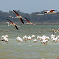 Rosaflamingo, Greater Flamingo, Phoenicopterus ruber, Cyprus, Limassol, Akrotiri Marsh, Salt Lake, April 2019