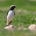 Schwarzrücken-Steinschmätzer, Mourning Wheatear, Oenathe lugens, Cyprus, Pegeia - Agios Georgios, Cape Drepanum, Februar 2019