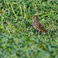 Anthus pratensis - Meadow pipit - Wiesenpiper, Cyprus, Mandria, March 2016