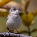 Klappergrasmücke, Lesser Whitethroat, Sylvia curuca, Cyprus, Pegeia-Agios Georgios, our Garden, April 2019