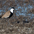 Vanellus spinosus - Spur-winged Lapwing - Spornkiebitz, Cyprus, Oroklini Lake, Februar 2016