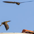 Mauersegler, Common Swift, Apus apus, Cyprus, Paphos - Moutthalos, 29. April 2017