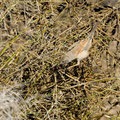 Brillengrasmücke, Spectacled Warbler, Sylvia conspillata, Cyprus, Paphos, Ineia-Kittopopos spring, August 2018