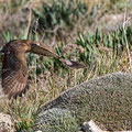 Buteo buteo - Common Buzzard - Maeusebussard, Cyprus, Mandria Beach, Februar 2016