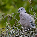 Türkentaube, Collared Dove, Streptopelia decaocto, Cyprus, Pegeia-Agios Georgios, our Garden, April 2019