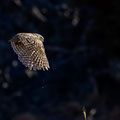 Steinkauz, Little Owl, Athene noctua, Cyprus, Paphos - Anarita Park Area, Futterübergabe, Mai 2018