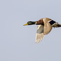 Stockente, Mallard, Anas platyrhynchos, Cyprus, Akrotiri Marsh, 11.April 2018 