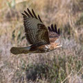 Buteo buteo - Common Buzzard - Maeusebussard, Cyprus, Mandria Beach, Februar 2016