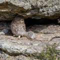 juvenile Little Owl´s, Athene noctua, Cyprus, Paphos - Anarita Park Area, around breeding cave, Mai - June 2018