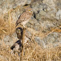 junge Steinkauze, juvenile Little Owl, Athene noctua, Cyprus, Paphos - Anarita Park Area, Juni 2018