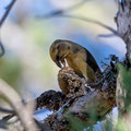 Fichtenkreuzschnabel, Common Crossbill, Laxia curvinostra, Cyprus, Troodos, Livadi tou pashia, 26. October 2018