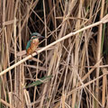 Eisvogel, Common Kingfisher, Alcedo atthis, Cyprus, Limassol, Zakaki Marsh - Pool, 18. October 2018