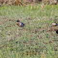 Löffelente, Northern Shoveler, Anas clypeata+Knäkente, Garganey with Ducklings, Anas querquedula, Cyprus, Akrotiri Marsh, 11.April 2018