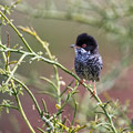 Sylvia melanothorax - Cyprus Warbler - Schuppen-Grasmücke, Cyprus, Anarita, March 2016