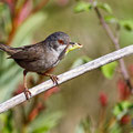 Sylvia melanocephala - Sardinian Warbler - Samtkopf-Grasmücke, Cyprus, Anarita Park, April 2016