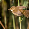 Schilfrohrsänger, Sedge Warbler, Acrocephalus schoenobaenus, Cyprus, Limassol-Zakaki Pool-Marsh, 27. September 2018