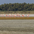 Rosaflamingo, Greater Flamingo, Phoenicopterus ruber, Cyprus, Akrotiri Salt Lake, October 2018