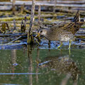 Tüpfelsumpfhuhn, Spotted Crake, Porzana porzana, Cyprus, Limassol-Zakaki Pool-Marsh, 27. September 2018