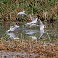 Lachmöwe, Black-headed Gull, Chroicocephalus ridibundus, Cyprus, Limassol, Zakaki Marsh - Pool, 18. October 2018