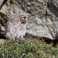 juvenile Little Owl´s, Athene noctua, Cyprus, Paphos - Anarita Park Area, around breeding cave, Mai - June 2018