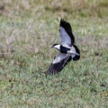 Spornkiebitz, Spur-winged Lapwing, Vanellus spinosus, Cyprus, Akrotiri Marsh, 11.April 2018 